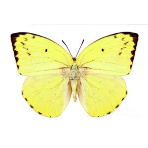 CATOPSILIA POMONA